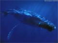 Baleine 013